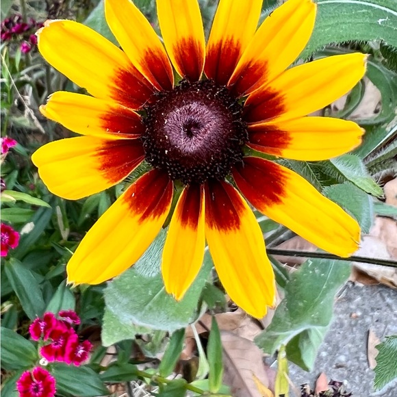 🌸 Bundle & Save 🌸 - Picture 14 of 16